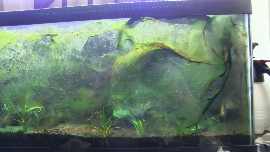 Кладофора шаровидная