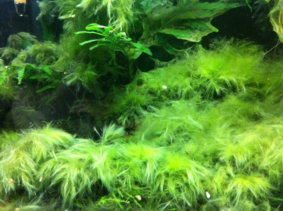 Синезелёные водоросли в аквариуме