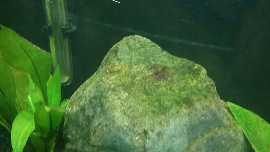 Против зелёных водоросли