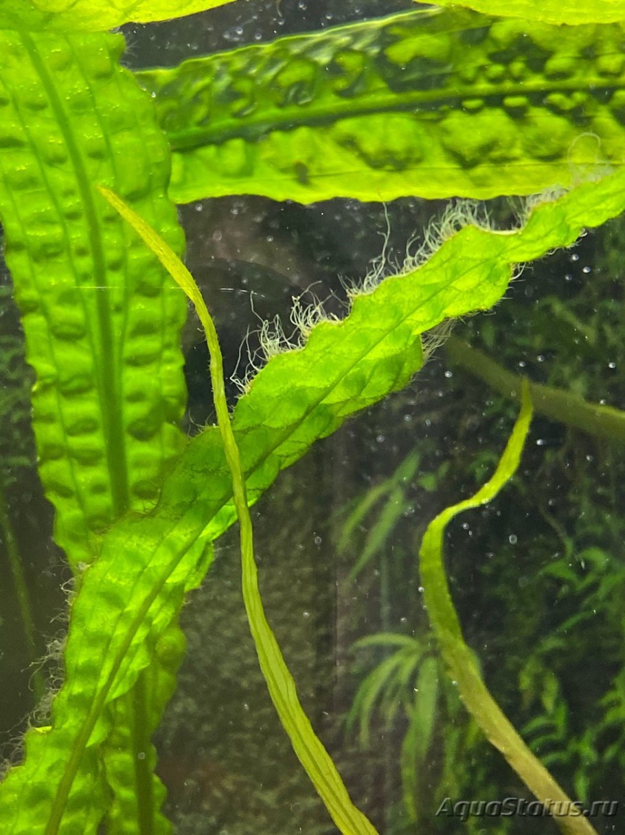 Эвгленовые водоросли в аквариуме