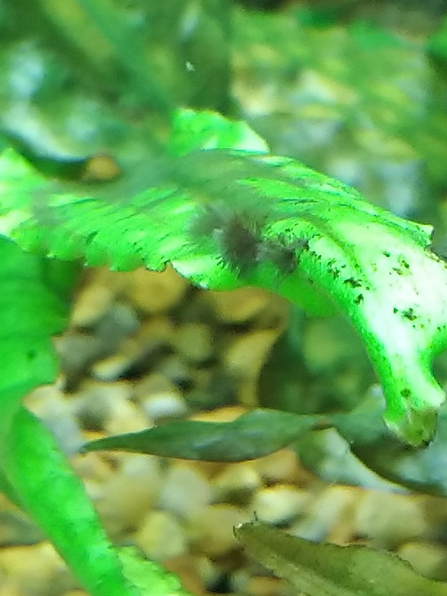 Спирогира водоросли в аквариуме