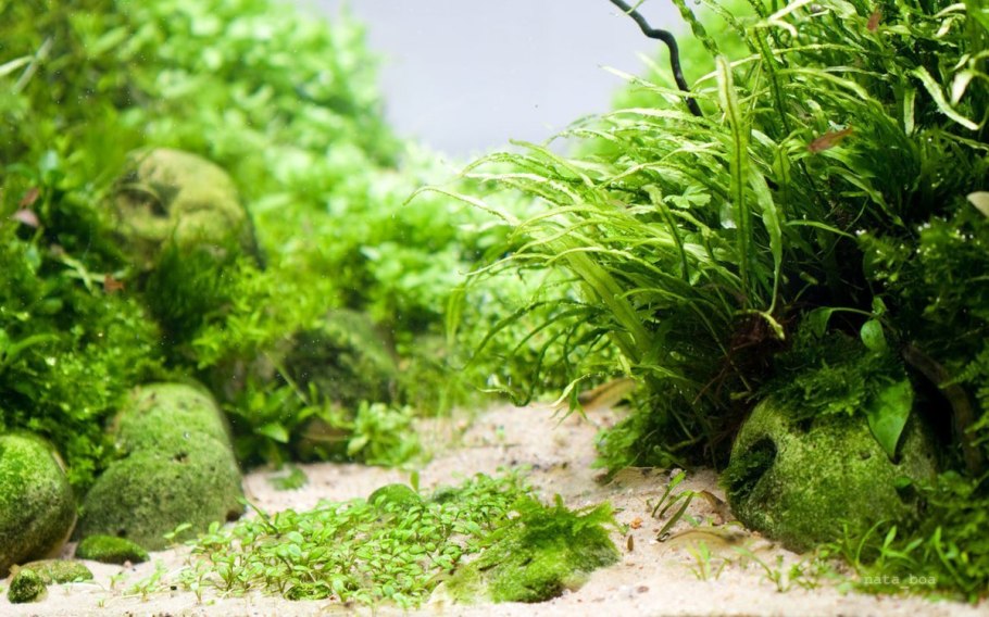 Аквариум водоросли нитчатка