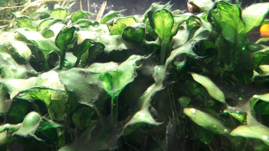 Кладофора шаровидная