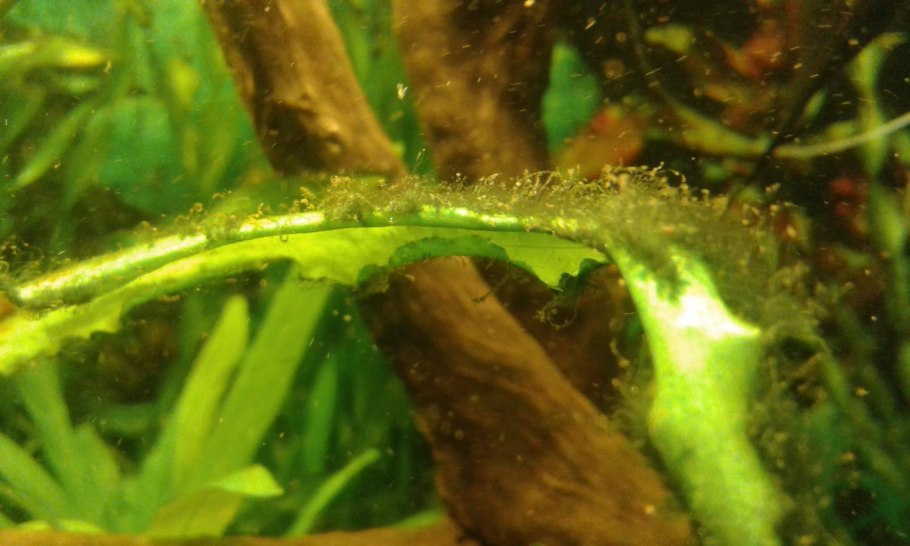 Карантин аквариумных растений