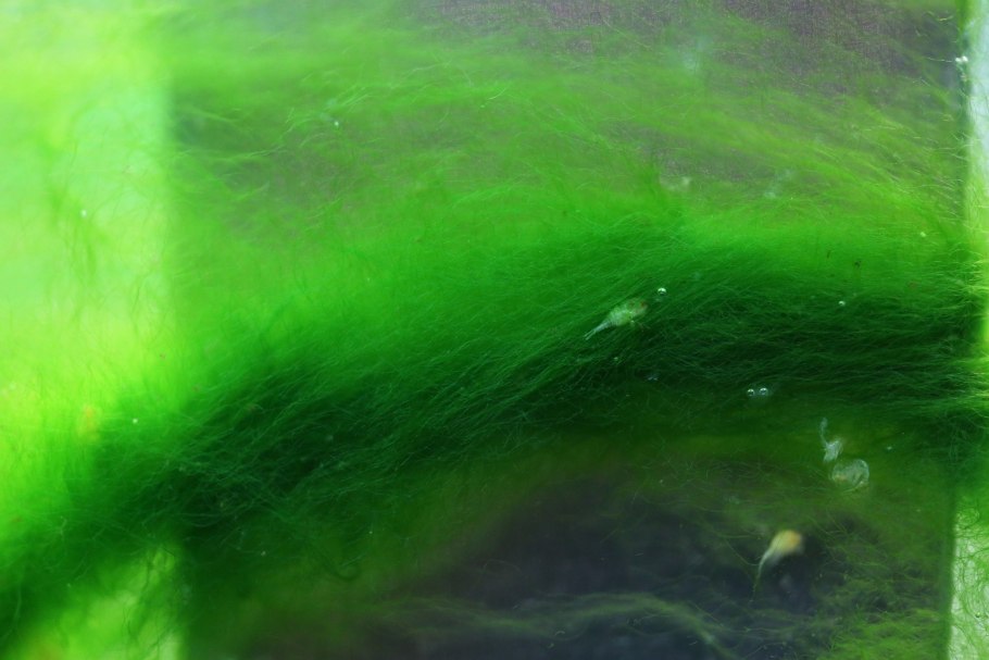 Нитчатые водоросли в аквариуме