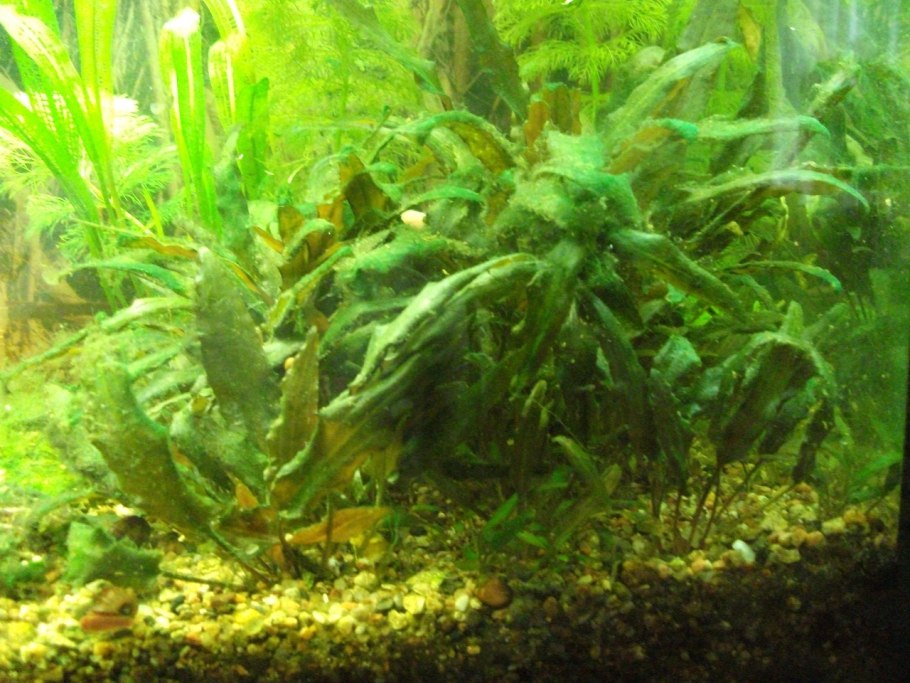 Сине зеленые водоросли в аквариуме