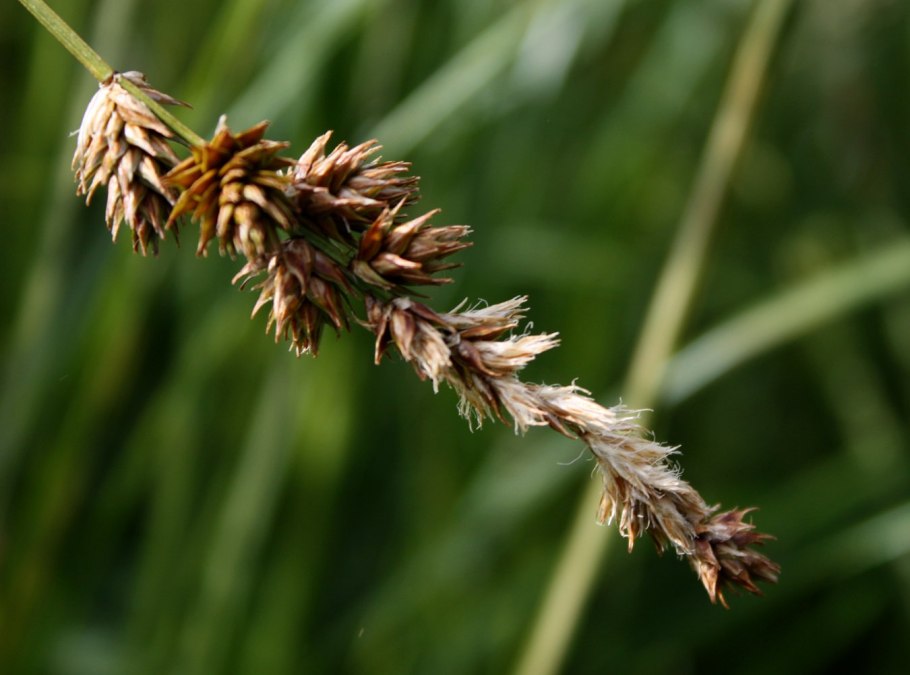 Carex disticha