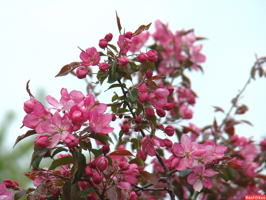 Яблоня Эверест Malus Evereste