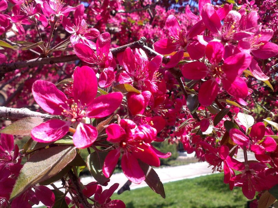 Яблоня ред Сентинел