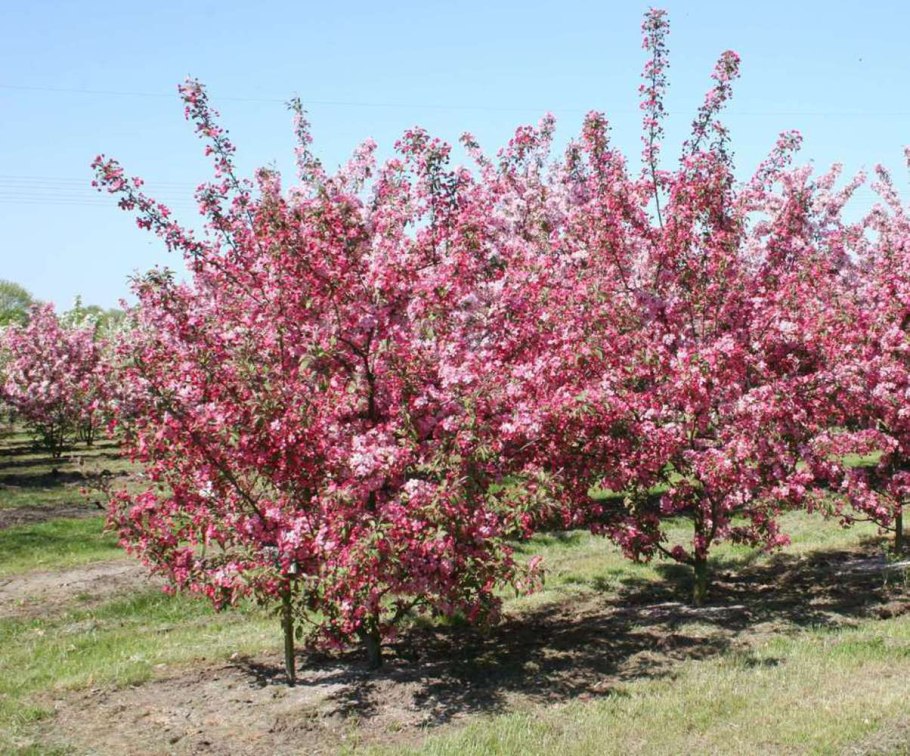 Яблоня декоративная рудольф