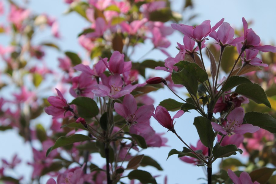 Яблоня декоративная роял бьюти