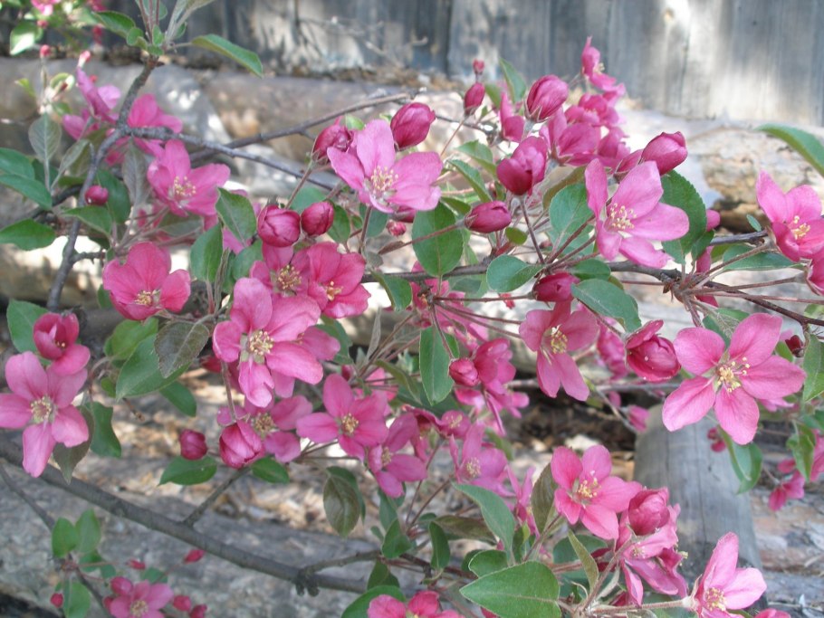 Яблоня Роял Бьюти