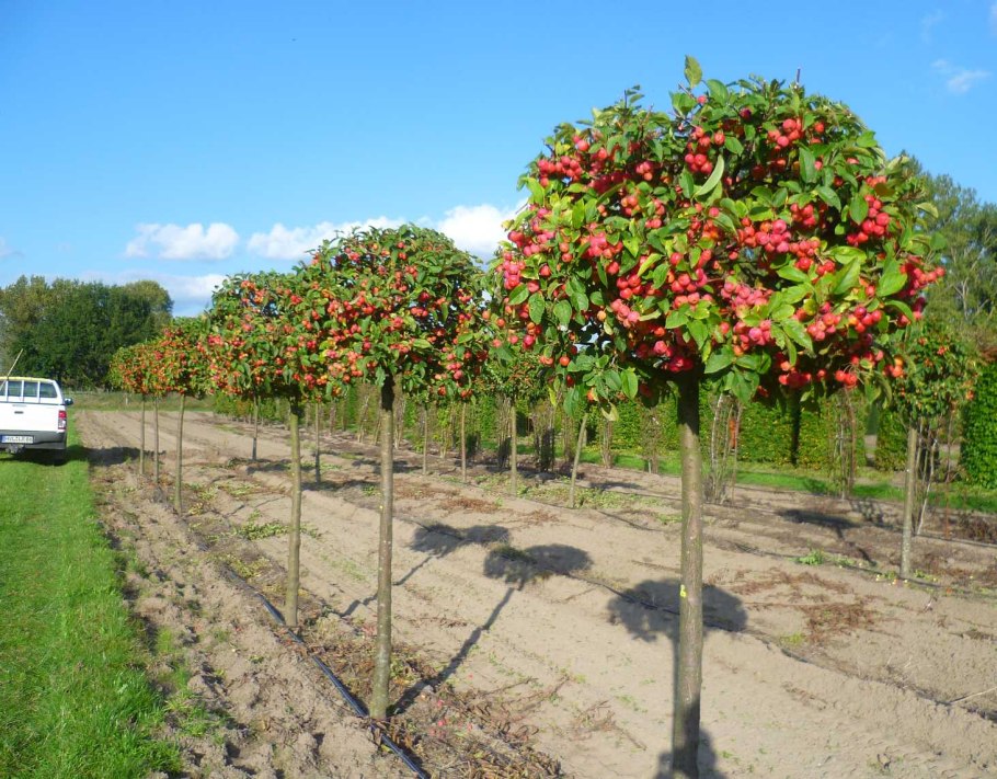 Яблоня ред сентинел