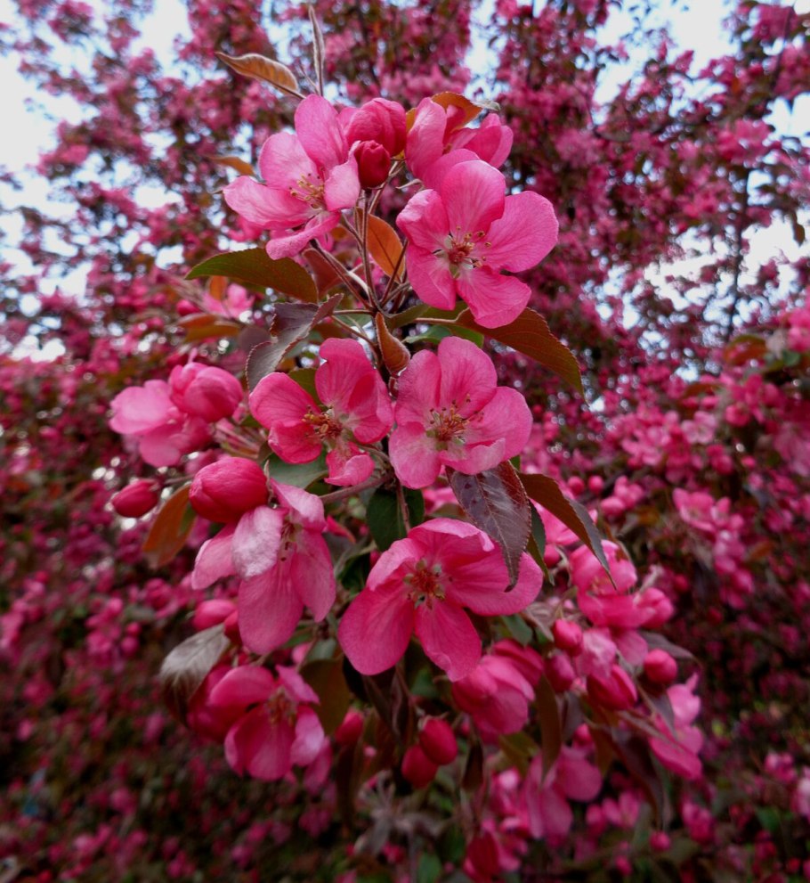 Яблоня Malus Kelsey