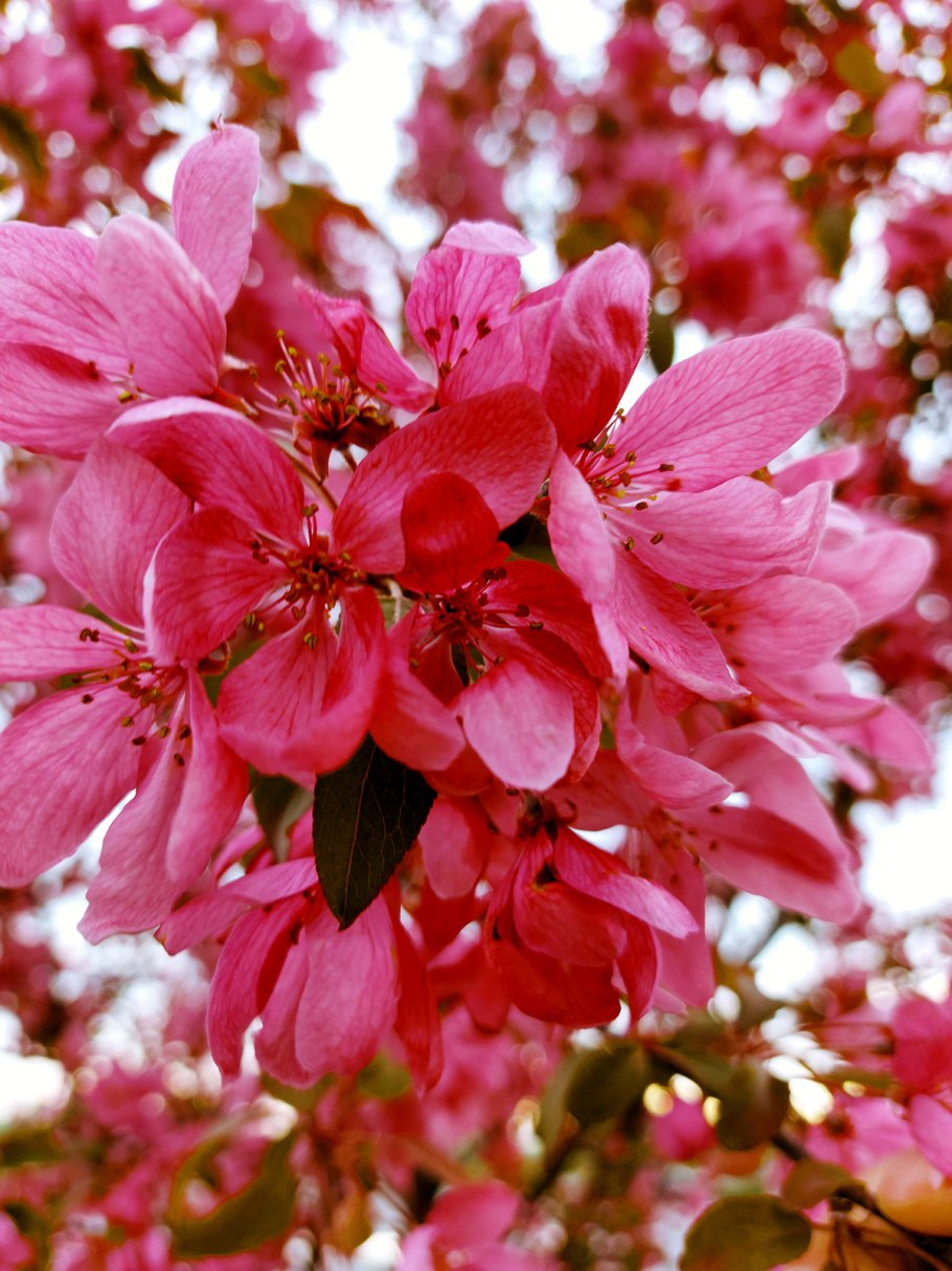 Яблоня "роялти" - Malus "Royalty"