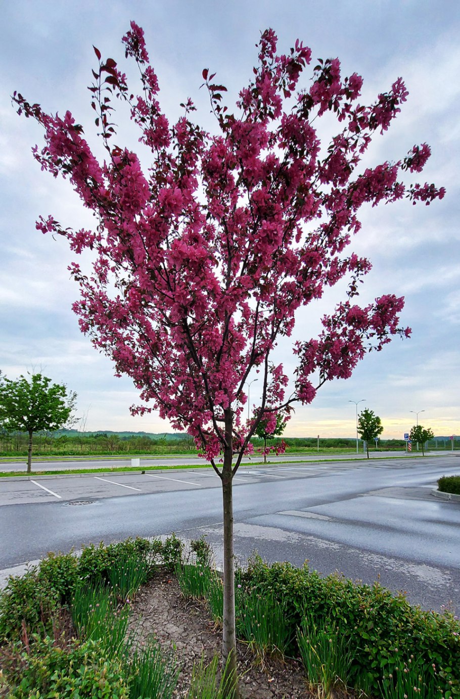 Яблоня краснолистная роялти