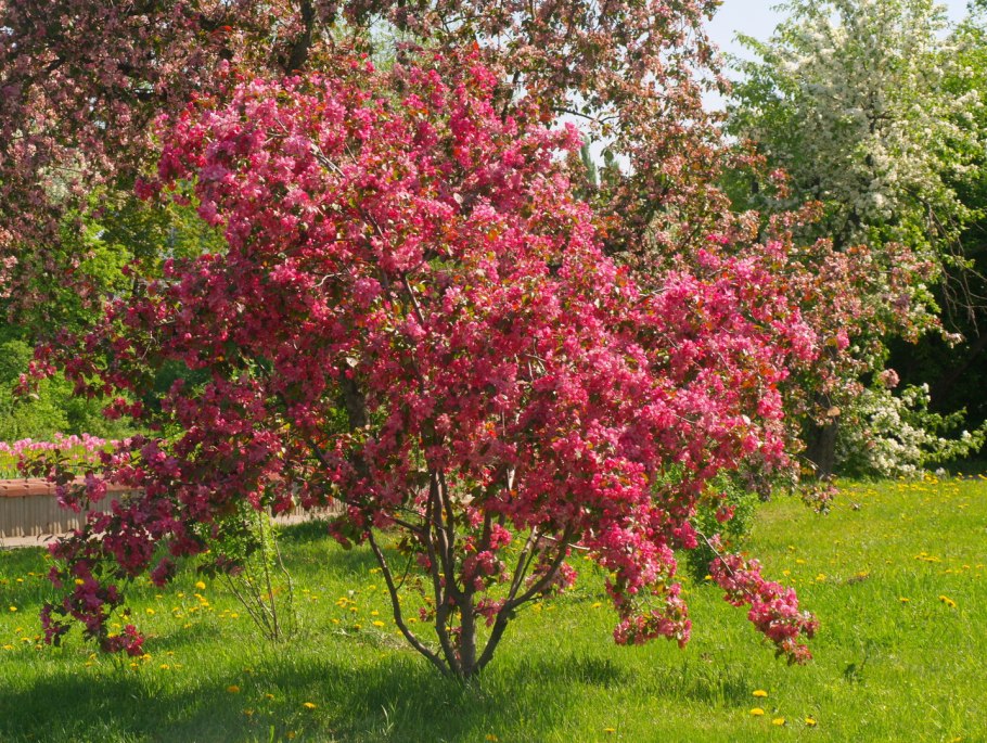 Яблоня краснолистная Скарлет