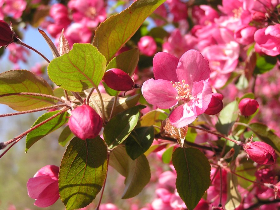 Яблоня гибридная - Malus 'Royalty'
