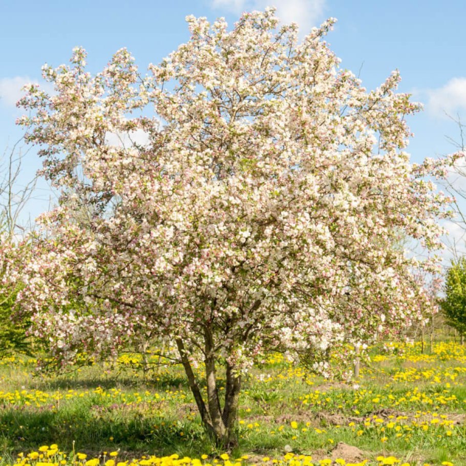 Яблоня "роялти" - Malus "Royalty"