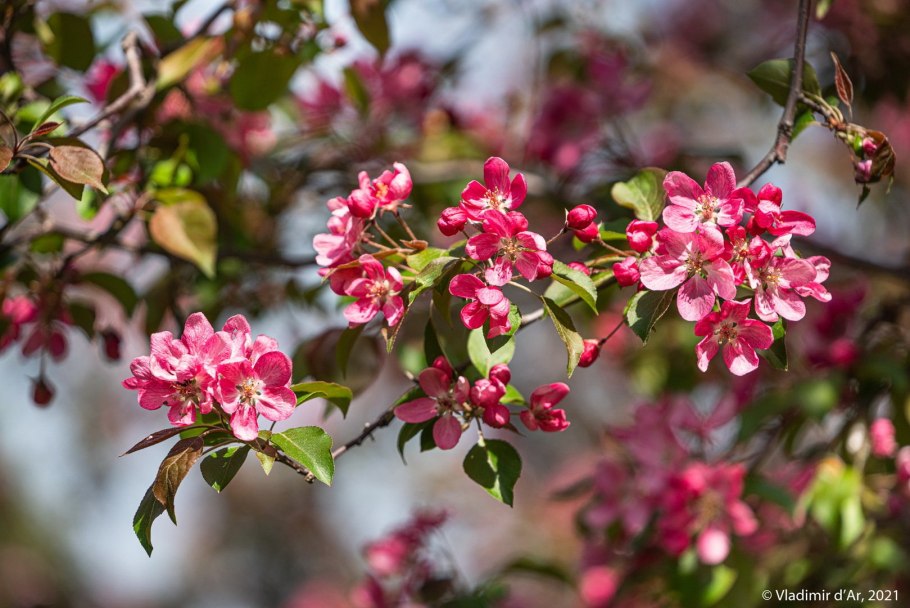 Недзвецкого яблоня