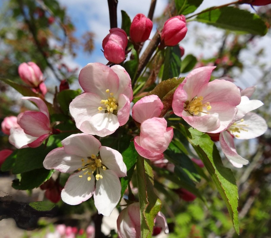 Яблоня малус