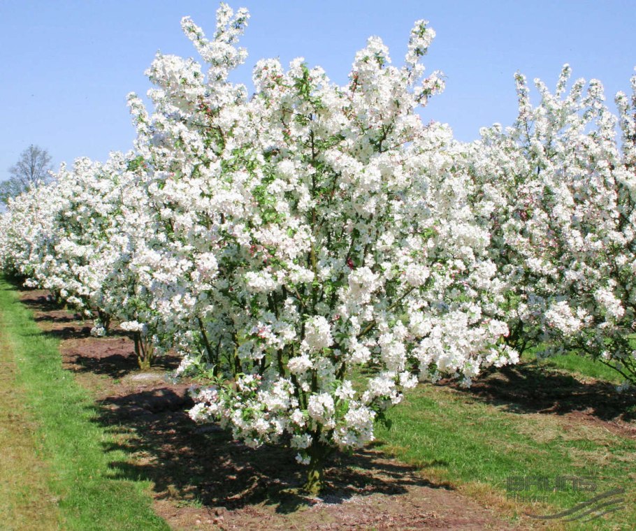 Яблоня декоративная эверест