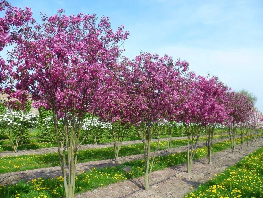 Яблоня рудольф malus rudolph