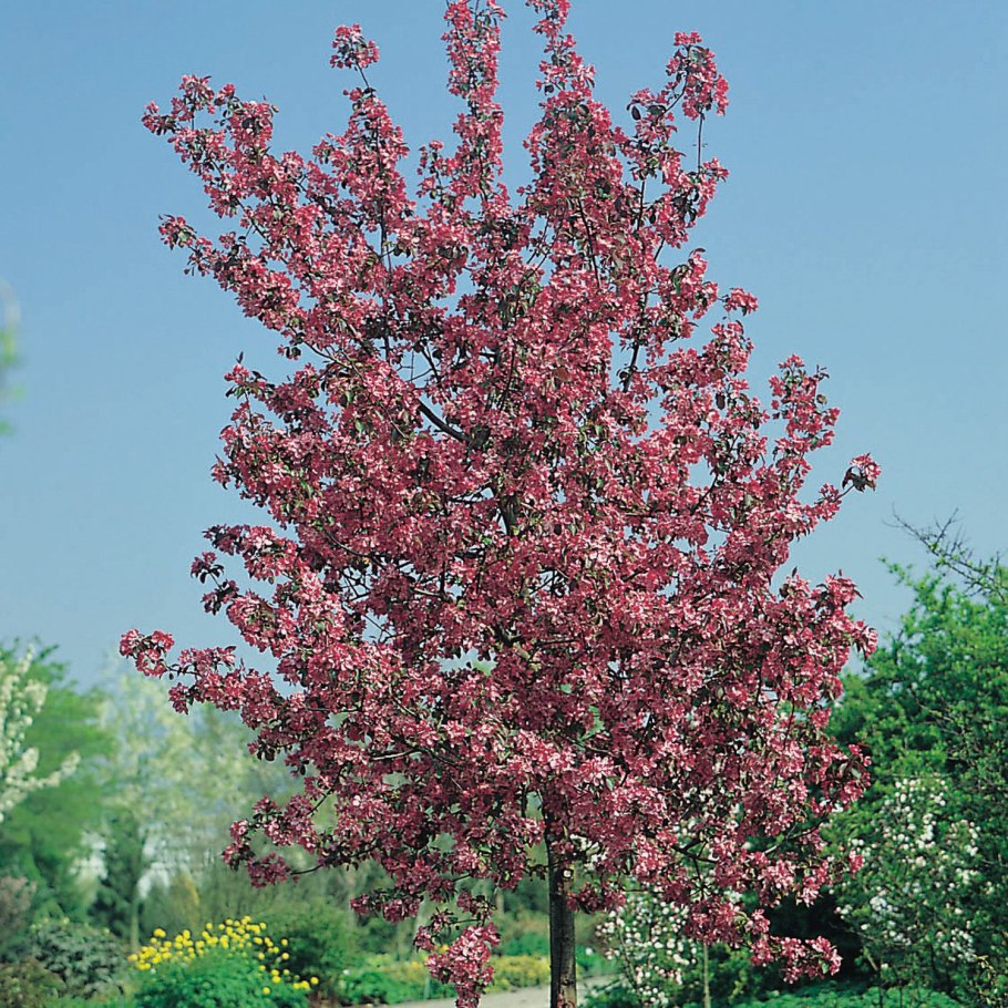 Яблоня рудольф malus rudolph