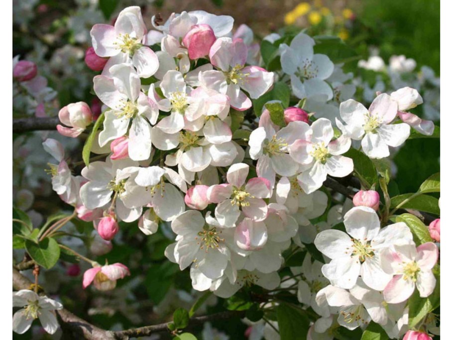 Malus evereste яблоня