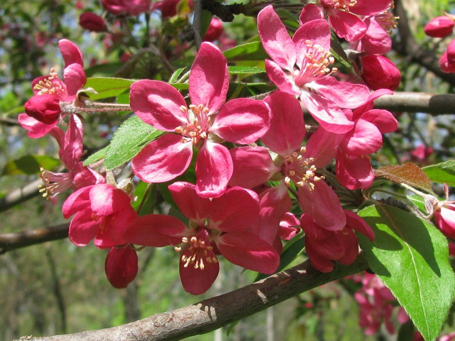 Яблоня недзвецкого malus niedzwetzkyana