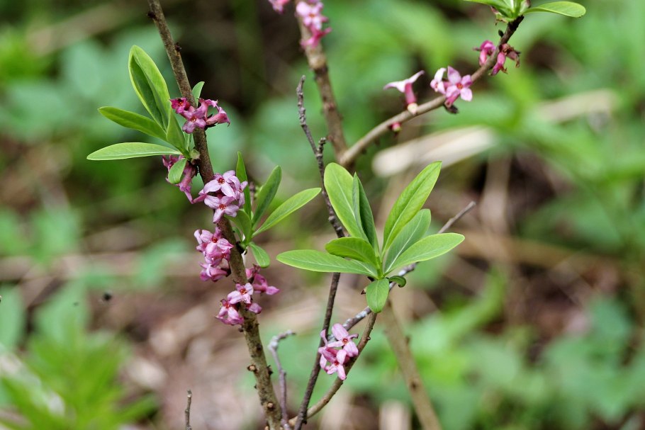 Дафна Волчеягодник ягоды