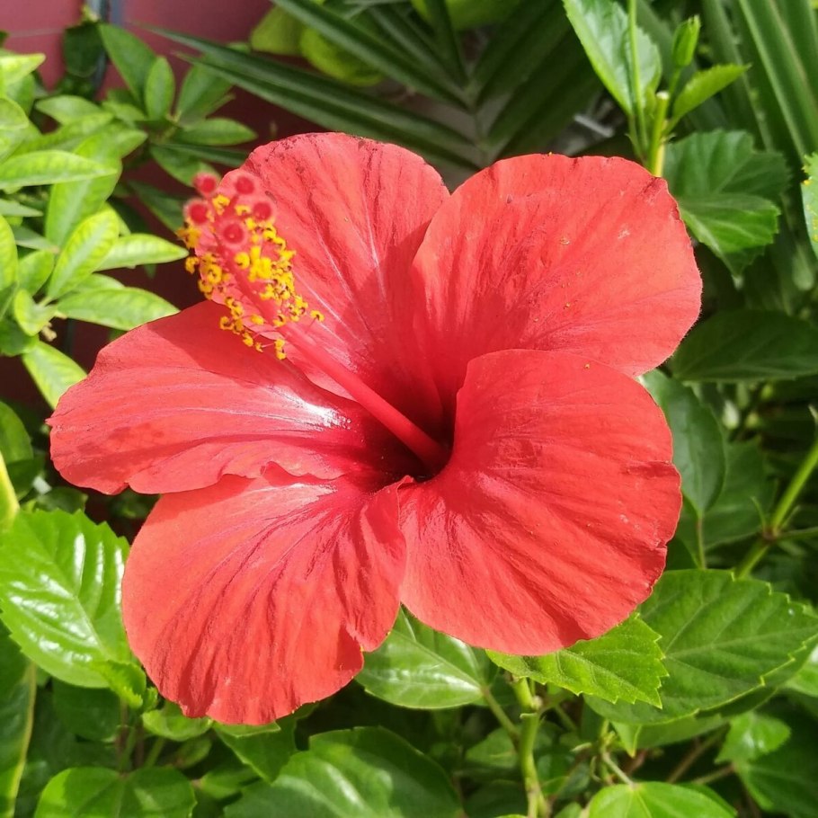 Гибискус красный немахровый