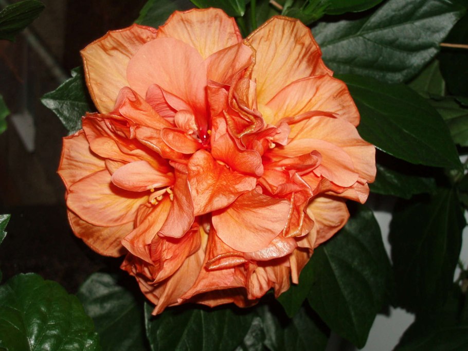 Гибискус Розан