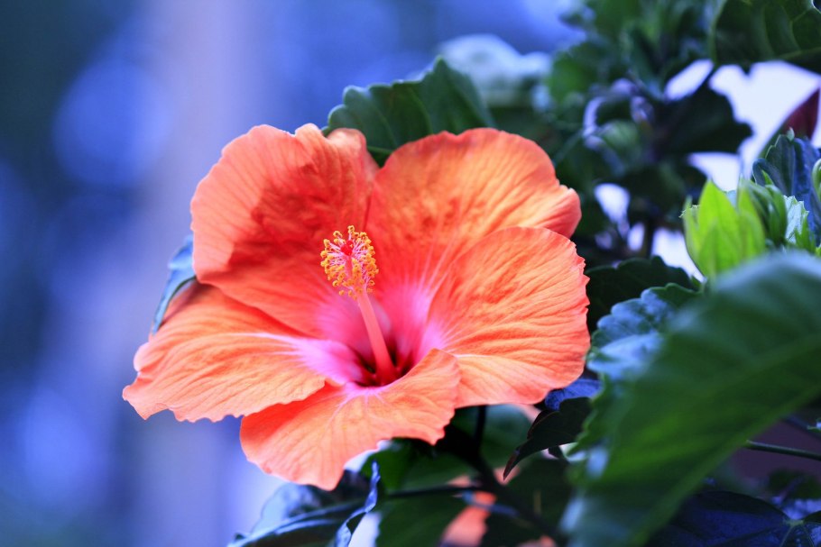 Гибискус цветок