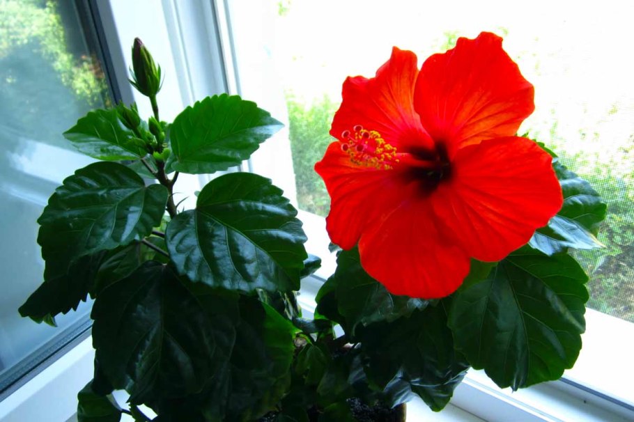 Роза гибискус комнатный