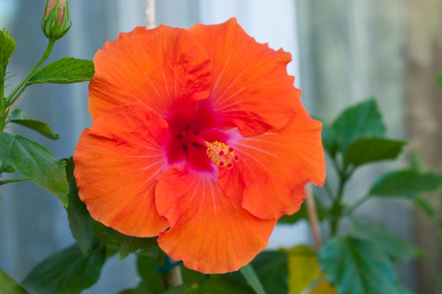 Гибискус цветок комнатный