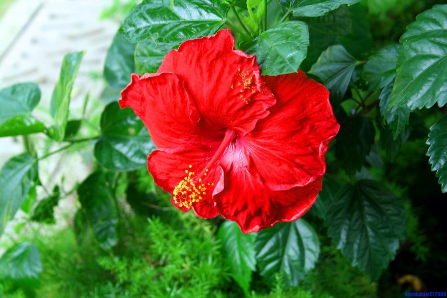 Гибискус Кардинал