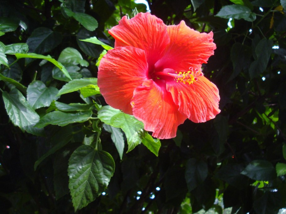 Цветок гибискуса