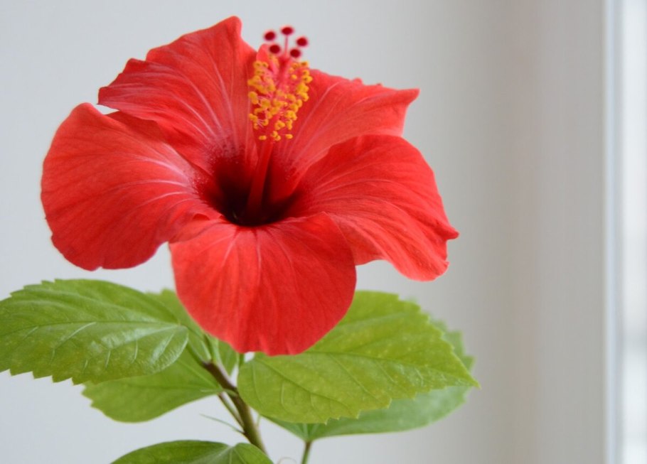 Гибискус китайский