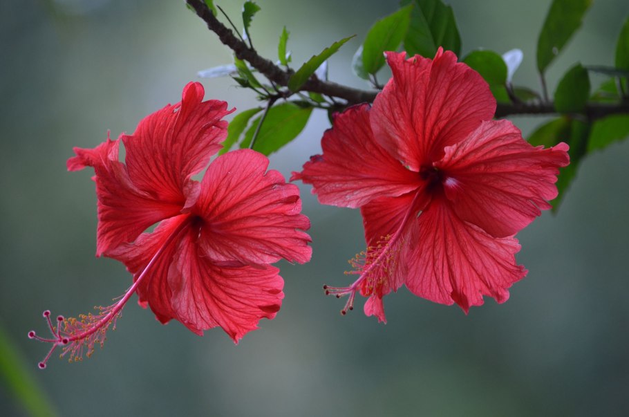 Гибискус в малайзии