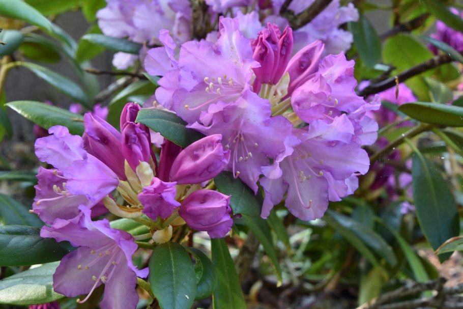 Самшит, лавровишня, рододендрон