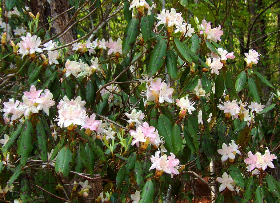 Цветущий кустарник рододендрон