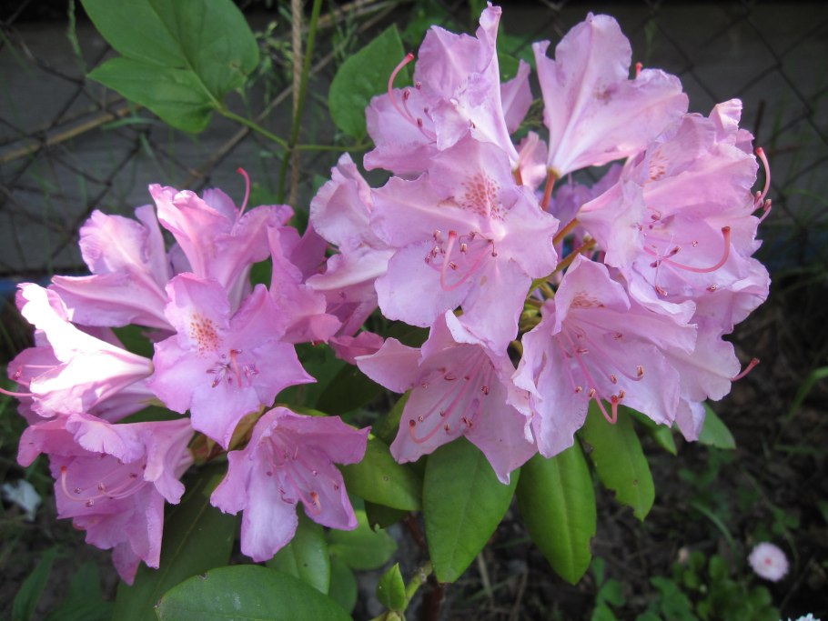 Рододендрон Сара Смит