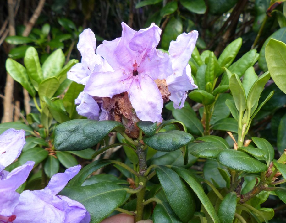 Рододендрон сихотинский (ЗКС) полувечнозеленый