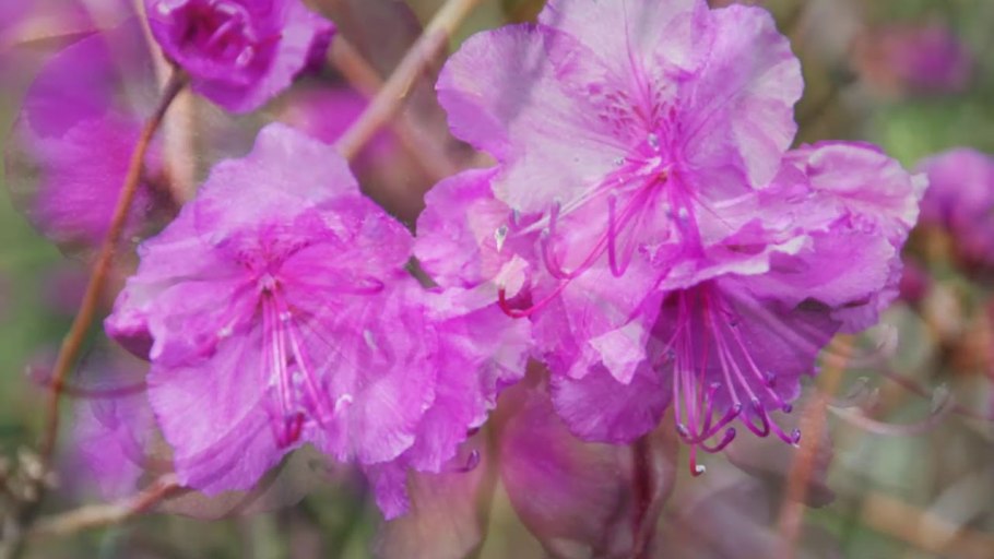 Рододендрон сихотинский маральник