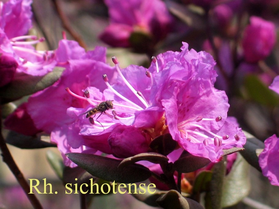 Рододендрон сихотинский rh,sichotense (полувечнозеленый)