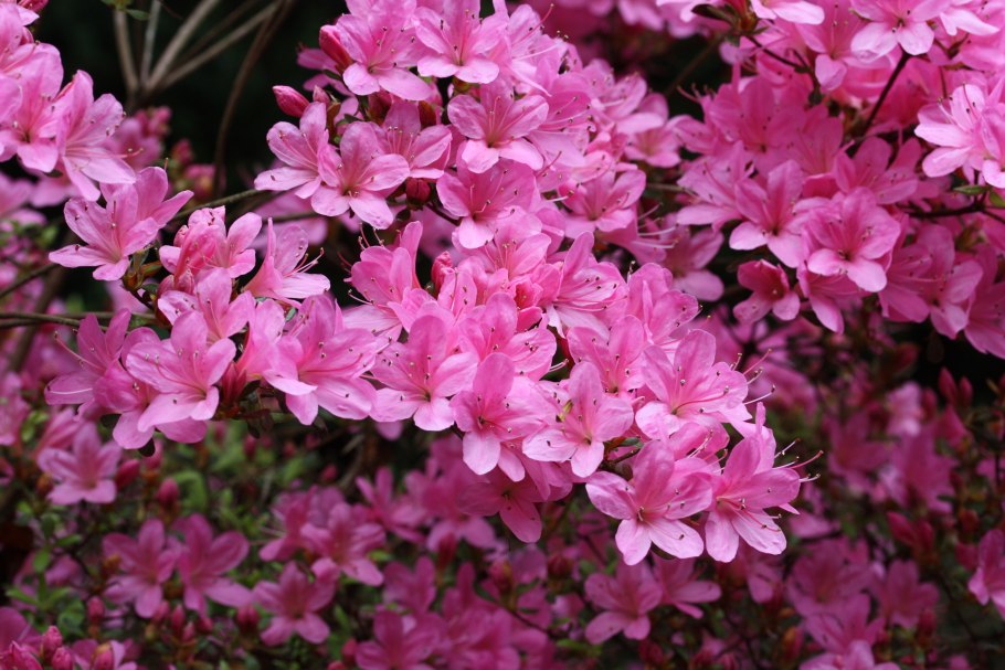 Рододендрон дикий