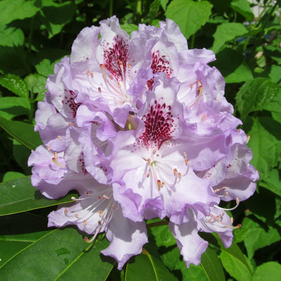 Rhododendron lord roberts