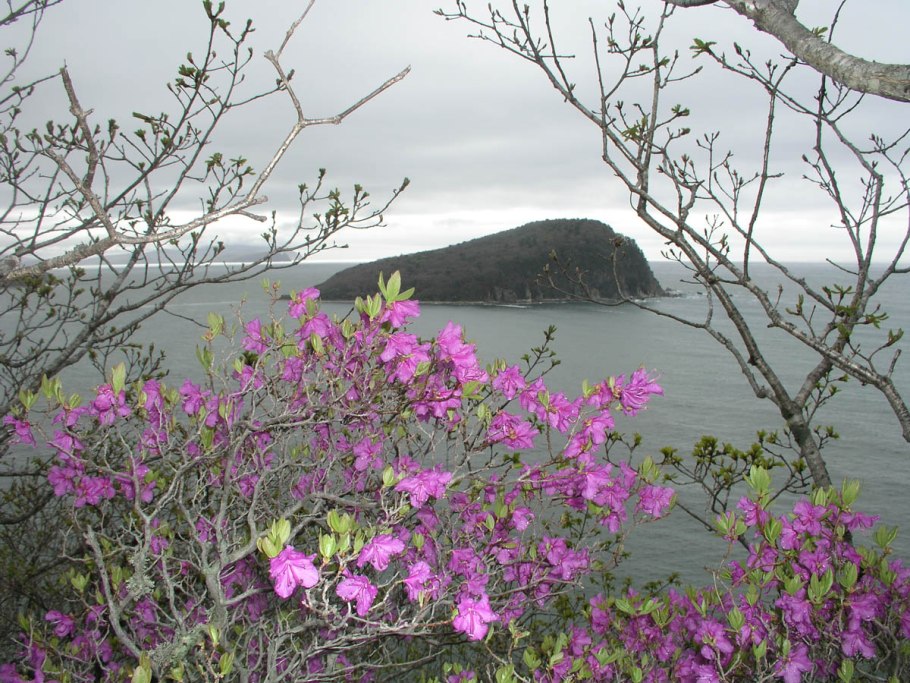 Рододендрон сихотеальн