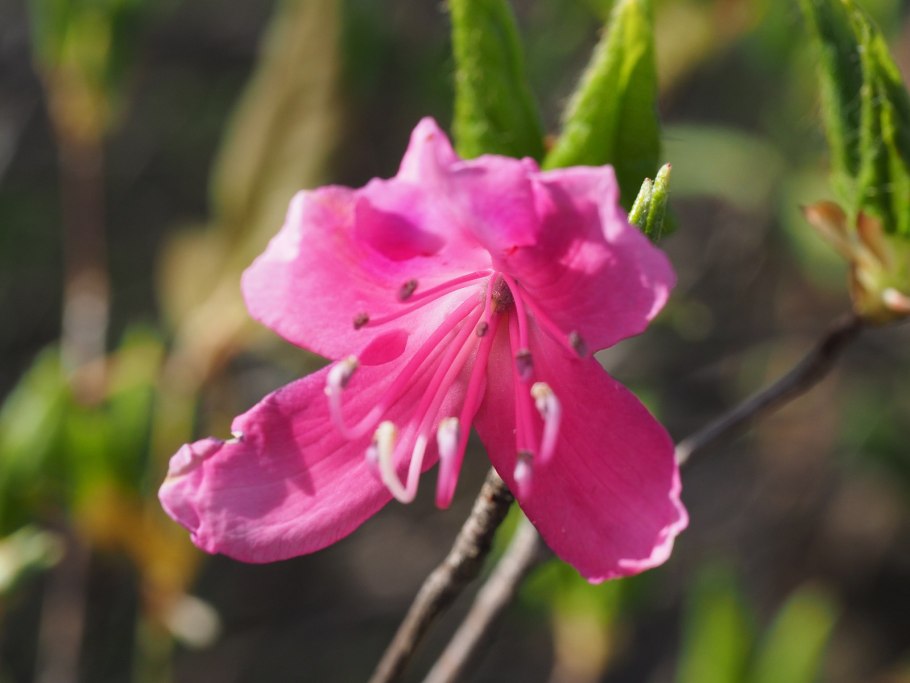 Рододендрон сихотинский маральник